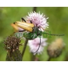 Stictoleptura rubra (Linnaeus, 1758) male